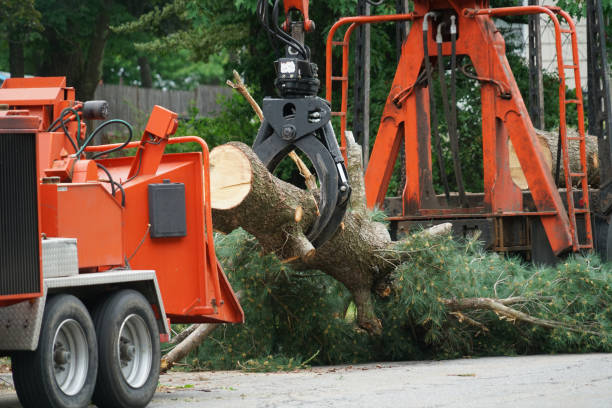 Professional  Tree Services in Madison, FL